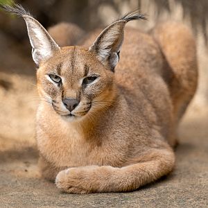 Caracal