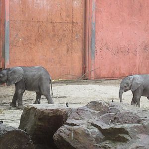01 2024 - African Elephant Calves 'Mosi' and 'Ajabu'