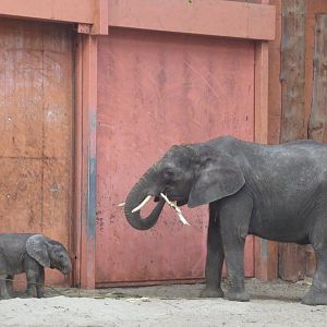 01 2024 - African elephant adult female and youngster