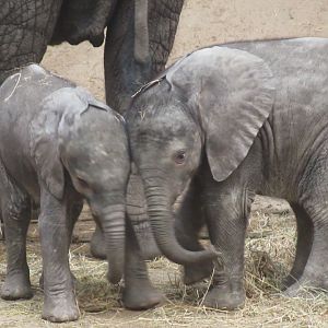 01 2024 - African elephants, young females 'Mosi' and 'Ajabu'