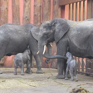 01 2024 - Lunch time for baby elephants Mosi and Ajubu