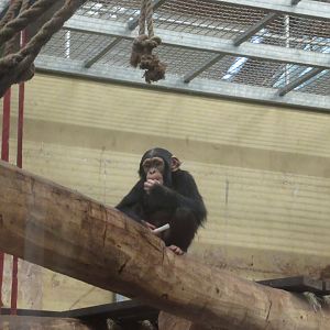 01 2024 - Young chimpansee
