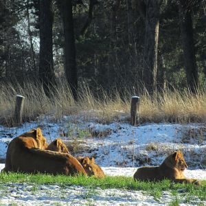 01 2024 - Adult African Lion (f) and cubs
