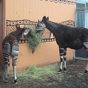 01 2024 - Okapi's feeding in inside enclosure