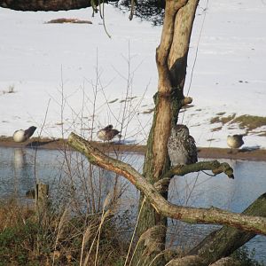 01 2024 - Spotted eagle owl 'Joop', bird safari