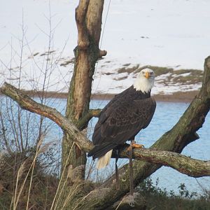 10 2024 - Bald Eagle 'Lady Maya', bird safari