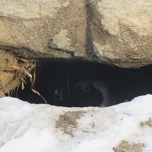 01 2024 - African Penguin hiding in its den