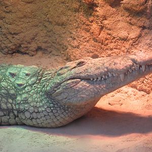 01 2024 - Nile crocodile