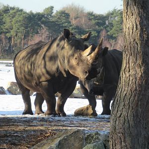 01 2024 - White rhinoceros