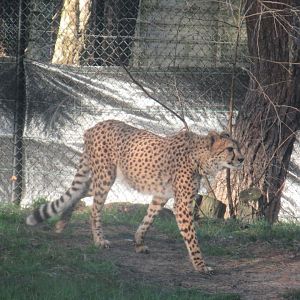 01 2024 - Cheeta