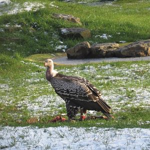 01 2024 - Eurasian griffon vulture