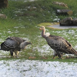 01 2024 - Rüppell's griffon vultures, competing for prey