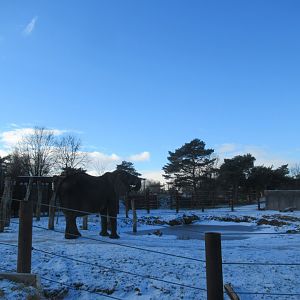 01 2024 - Europe's largest African Elephant Bull, 'Calimero', outside in the snow