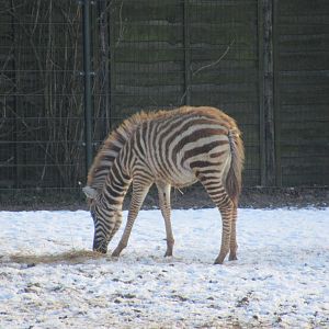 01 2024 - Grévy zebra youngster