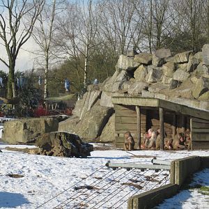 01 2024 - Hymadras baboons