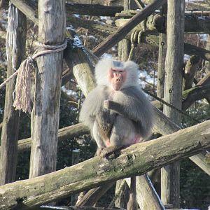 01 2024 - Hymadras baboon, adult male