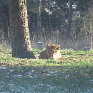 01 2024 - African Lion cub