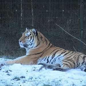 01 2024 - Siberian Tiger