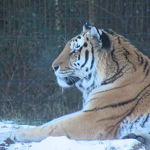 01 2024 - Siberian Tiger