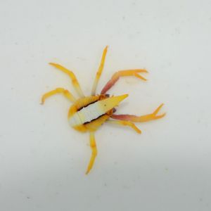 Feather star squat lobster (Allogalathea elegans)