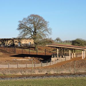 Monkey Forest progress