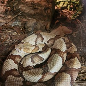 Dauset Trails - Agkistrodon contortrix