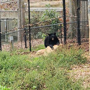 Dauset Trails - American Black Bear