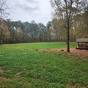 Dauset Trails - Hoofstock/turkey yard