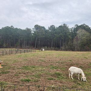 Dauset Trails - Goat yard