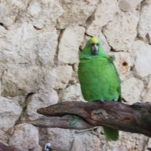 yellow naped amazon parrot at aviario