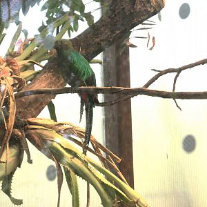Female respledent quetzal at Aviario