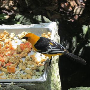 ALTAMIRA ORIOLE AT AVIARIO