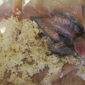 JUVENILE SCARLET MACAW