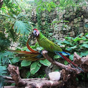 MEXICAN MILITARY MACAWS AT THE AVIARIO