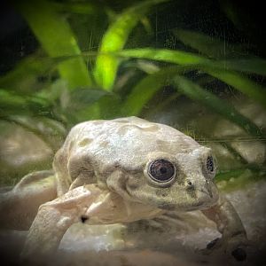 Lake Titicaca Water Frog (Telmatobius culeus)