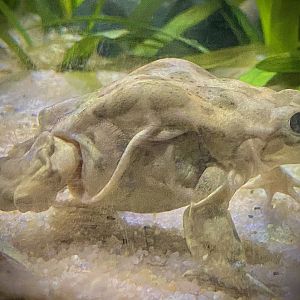 Lake Titicaca Water Frog (Telmatobius culeus)
