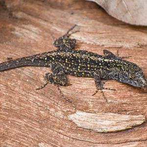 Brown Anole
