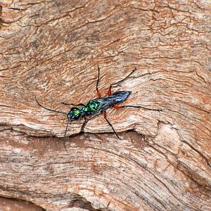 Emerald Cockroach Wasp