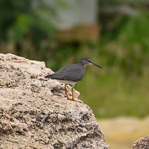 Wandering Tattler
