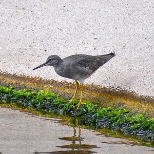 Wandering Tattler