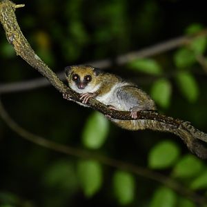 Undescribed Cheirogalus