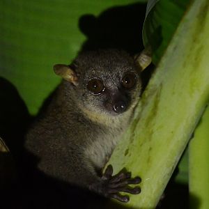 Northern giant mouse lemur (Mirza zaza)