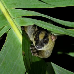 Pariente's fork-marked lemur (Phaner parienti)