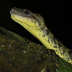 Sanzinia madagascariensis or volontany ?