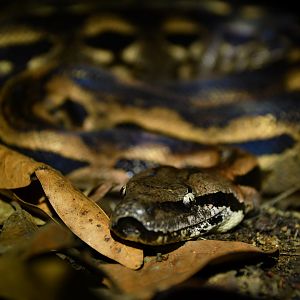 Acrantophis madagascariensis