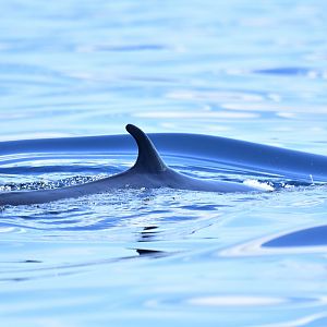 Omura's whale (Balaenoptera omurai)
