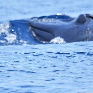 Omura's whale (Balaenoptera omurai)