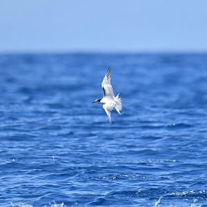 Roseate Tern Sterna dougallii