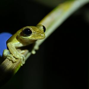 Boophis tetraomystax