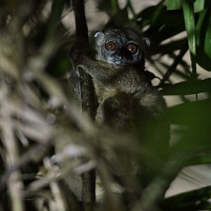 Hawks' sportive lemur (Lepilemur tymerlachsoni)